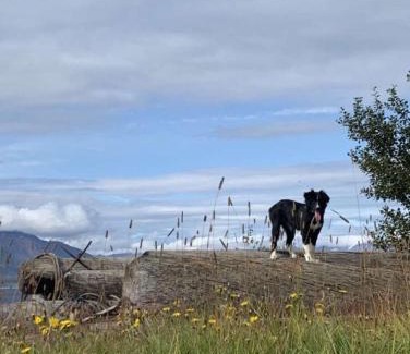 Hauganes Casa | Áshóll guesthouse - farmstay