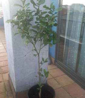 Ares Apartamento | ÁTICO 2 terrazas LEMASALUD