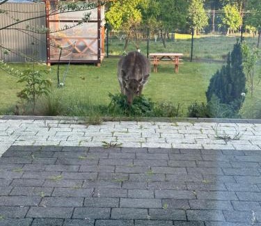 Cedynia Apartamento | Święty Spokój Bielinek