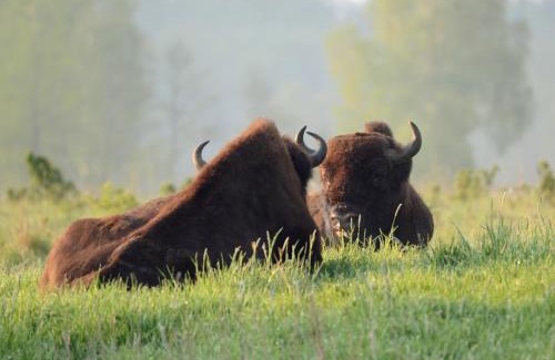 Bialowieza Casa | Świronek