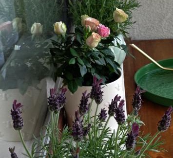 Smolyan Apartamento | Апартамент ДАРА