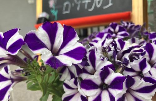 Ma'ale Gamla Cabina | בסנדלים: חאן בוטיק בגולן