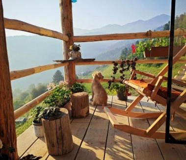 Dartlo Casa | ვასოს შინ - Vasos Home