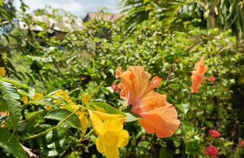 Kampot Casa | ផ្ទះសំណាក់កក្កដា Kakada Guesthouse
