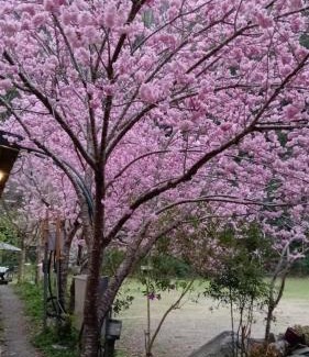Fuxing District Otro | 薔薇谷 民宿字108號