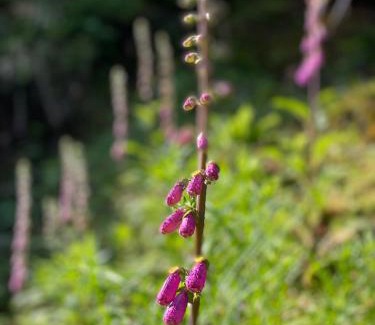 Koya Cabina | 高野山 こころの寺子屋リトリートハウス -Koyasan Retreat House IKKOSHO