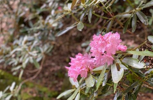 Koya Cabina | 高野山 こころの寺子屋リトリートハウス -Koyasan Retreat House IKKOSHO