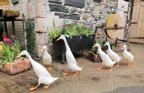 Bassenthwaite Cabaña | 1 bedroom accommodation in Bassenthwaite