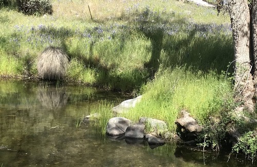Mariposa Casa | 12 acre Horse Property on private creek near to Yosemite National Park