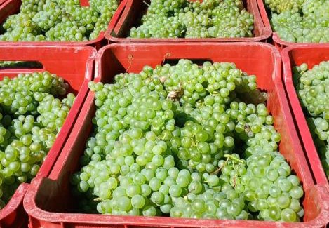 Acqui Terme Apartamento | 1929 Wine Food Relax Agriturismo