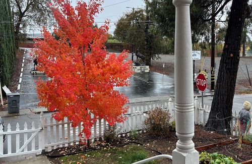 Auburn Casa | 2 bed 1 bath cottage in downtown Auburn- fenced yard, WiFi and AC. Dog friendly