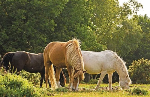 New Forest District Casa | 2 bedroom accommodation in Godshill, Fordingbridge