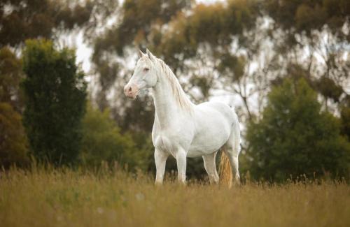 Timaru Apartamento | 2 bedroom Apartment@Boutique Barn House Farm Stay