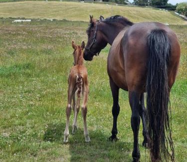 Timaru Apartamento | 2 bedroom Apartment@Boutique Barn House Farm Stay