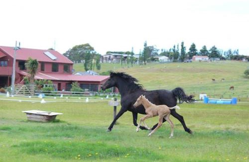 Timaru Apartamento | 2 bedroom Apartment@Boutique Barn House Farm Stay