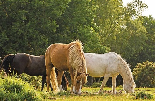 New Forest District Casa | 3 bedroom accommodation in Godshill, Fordingbridge