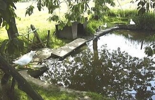 Louvigne-du-Desert Otro | 300 años ¿Bretón Cortijo En Tranquil ubicación Piscina Climatizada