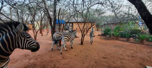 Marloth Park Apartamento | 462 Bosbok Chalets
