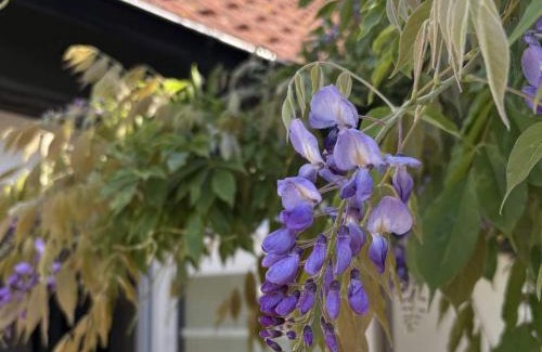 Kaseberga Casa | 5 star holiday home in Löderup