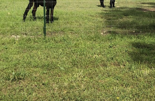Walnut Shade Apartamento | A part of nature, surrounded by farm animals, 12 minutes from Branson.