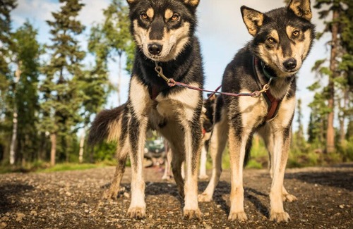 Fairbanks Cabina | Dulce, auténtico registro "Cabaña de Musher". Incluye el tour de senderismo Husky GRATIS!