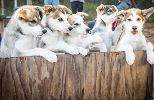 Fairbanks Cabina | Dulce, auténtico registro "Cabaña de Musher". Incluye el tour de senderismo Husky GRATIS!