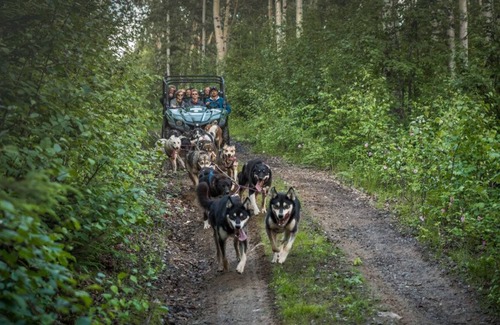 Fairbanks Cabina | Dulce, auténtico registro "Cabaña de Musher". Incluye el tour de senderismo Husky GRATIS!