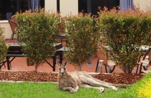 Greenway Hotel | Abode Tuggeranong