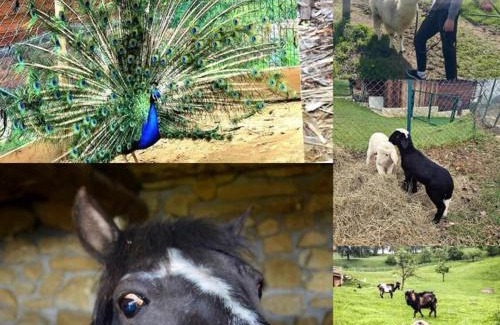 Store Cama Y Desayuno | Adventure Farm