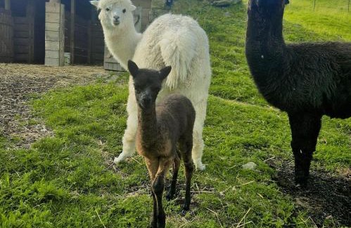 Store Cama Y Desayuno | Adventure Farm