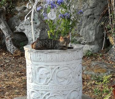 Zona LVIII Prima Porta Casa | Affittacamere Villa Drusilla