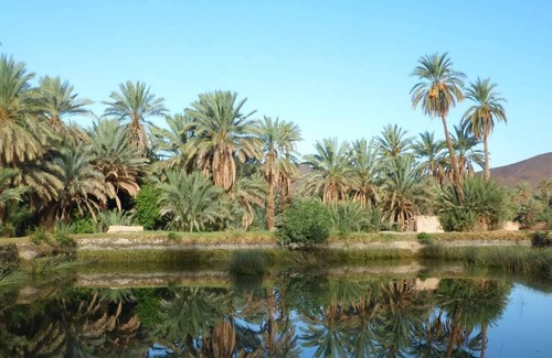 Tata Casa | Afra Peace House ( Palm Tree Oasis )