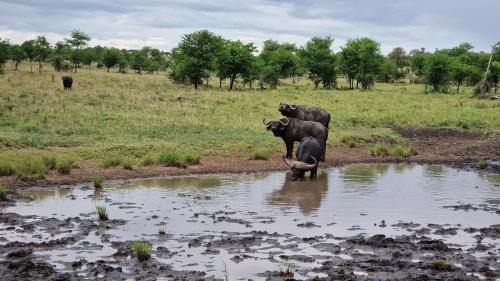 Bariadi Otro | Africa Safari Serengeti Kusini