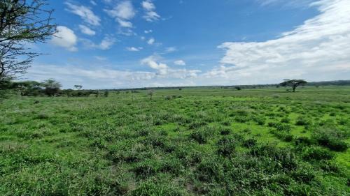 Bariadi Otro | Africa Safari Serengeti Kusini