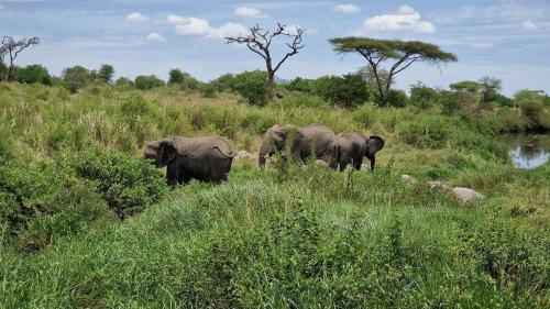 Bariadi Otro | Africa Safari Serengeti Kusini