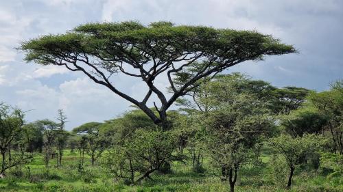 Bariadi Otro | Africa Safari Serengeti Kusini