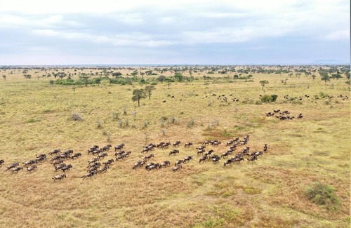 Serengeti National Park Otro | Africa Safari Serengeti Ikoma Camping