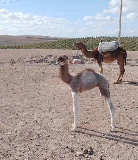 Agafay Complejo | Agafay désert excursions tours