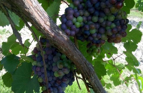 Lerma Apartamento | Agriturismo IL BIANCOSPINO Bed & Wine