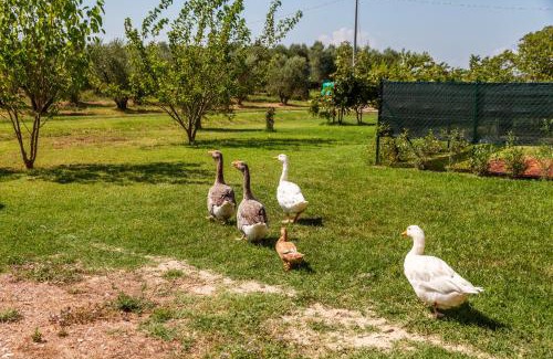 Grosseto Casa | Agriturismo il Pollino