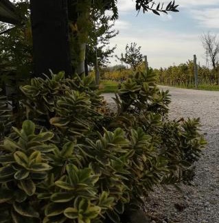 Bottenicco Casa | Agriturismo "La di Buiat