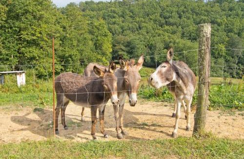 Masero Casa | Agriturismo La Selva