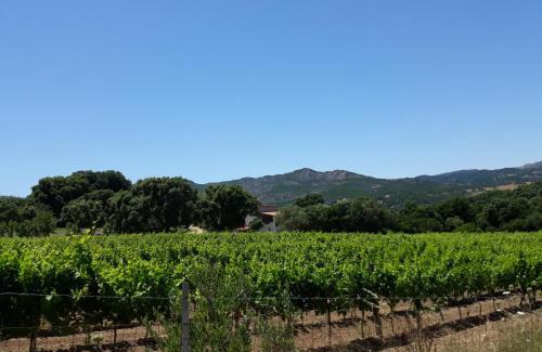 Sa Castanza Casa | Agriturismo Su Pirastru