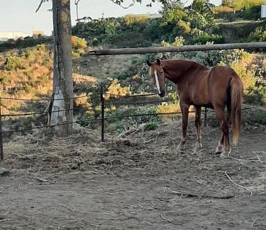 Pianoconte Casa | agriturismo u zu peppino