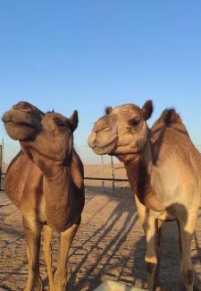 Dubai Sports City Villa | Al Damany Desert camp &Villa