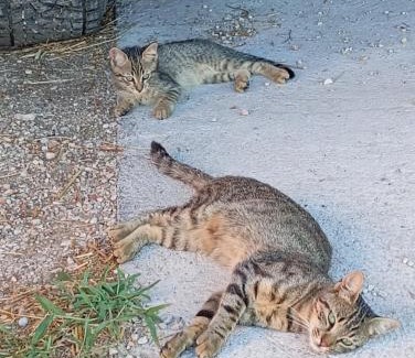 Farra dʼlsonzo Casa | AL MORAR