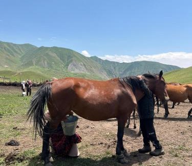 Osh Region Otro | Aldayar Ata yurt camp, Ozgon