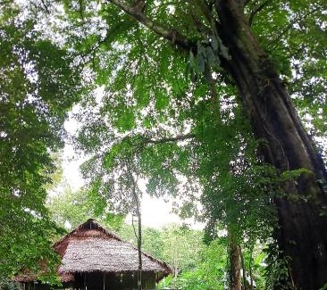 Saquena Cabina | Allpayacu Adventures Lodge - All Inclusive