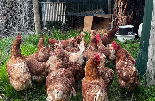 Yankalilla Casa | Allusion Farmstay and Vineyard Units