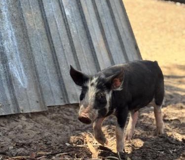 Yankalilla Casa | Allusion Farmstay and Vineyard Units